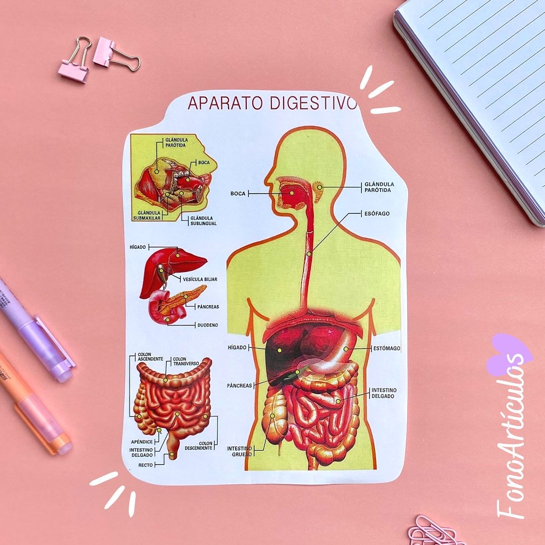 Stickers Aparato digestivo
