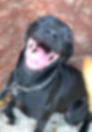 Toby.jpeg