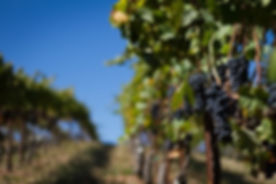 Camp near the vines at Pianetta Winery and Vineyards