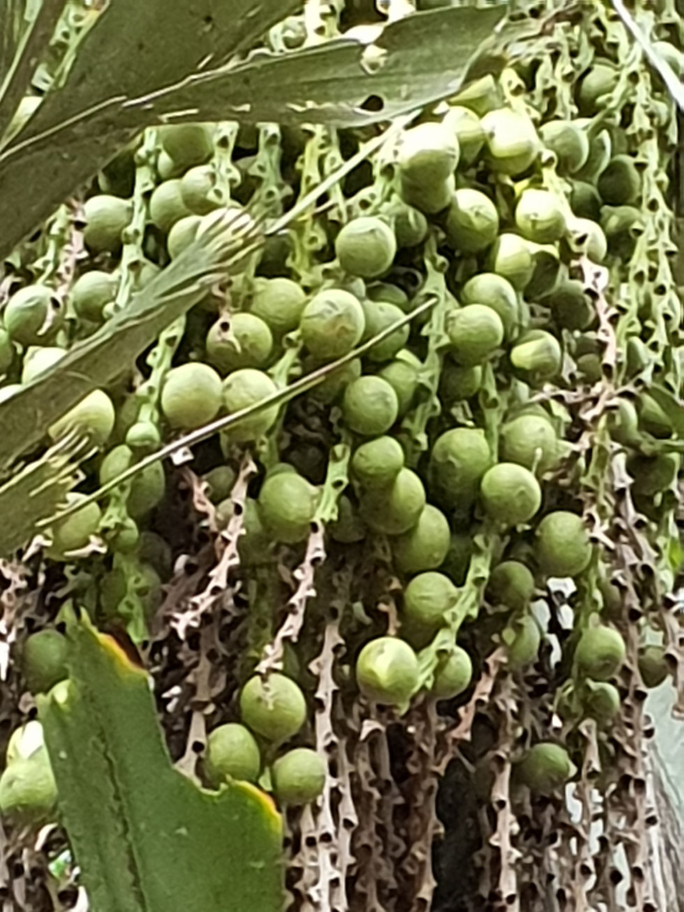 Thumbnail: 5 stages of a palms fruit