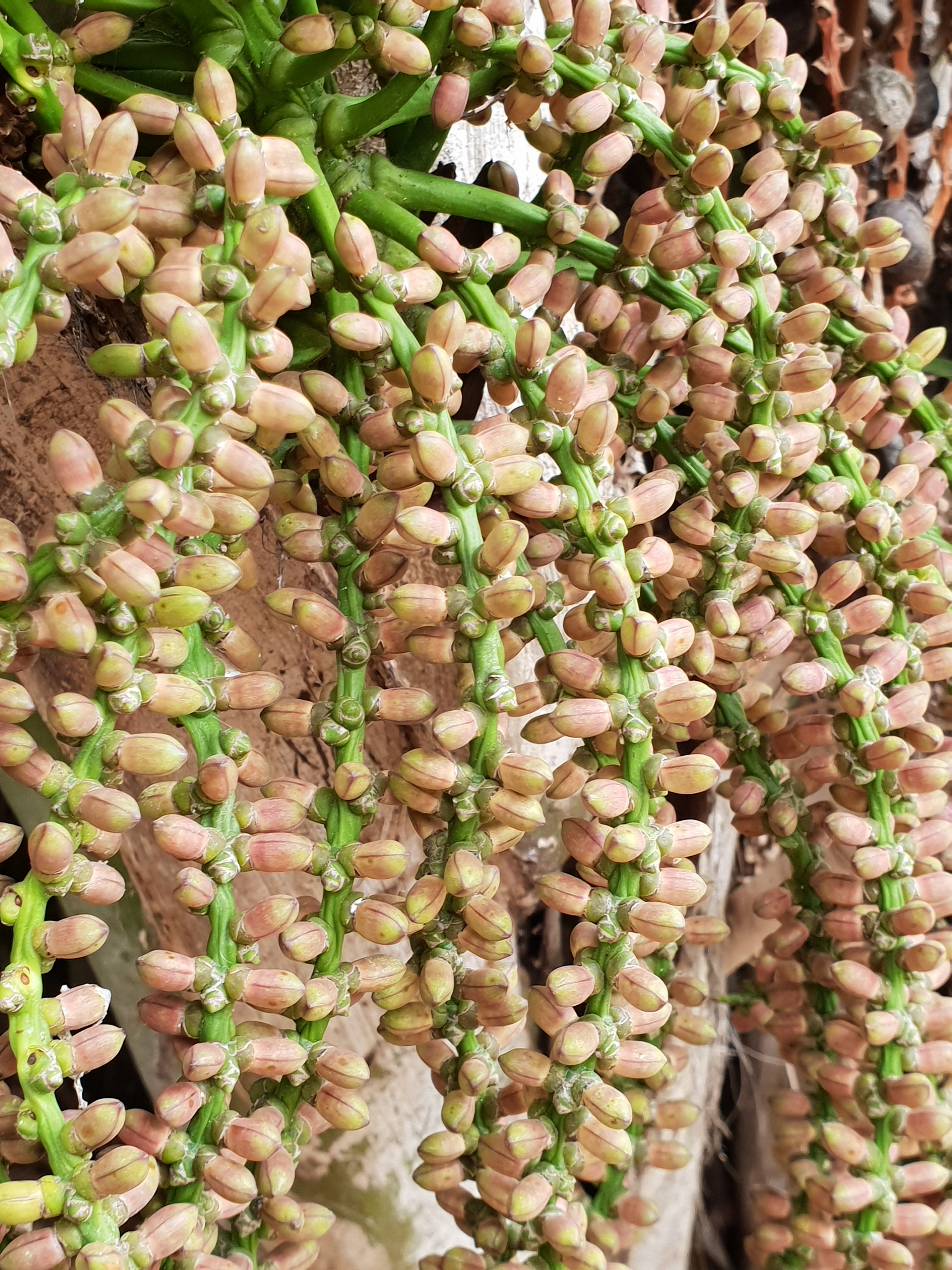5 stages of a palms fruit