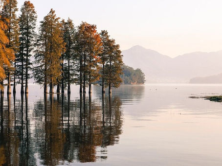 Majority of Europe Wildlife, Ecosystems Declining- Report