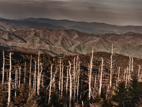 How Does Acid Rain Affect the Environment