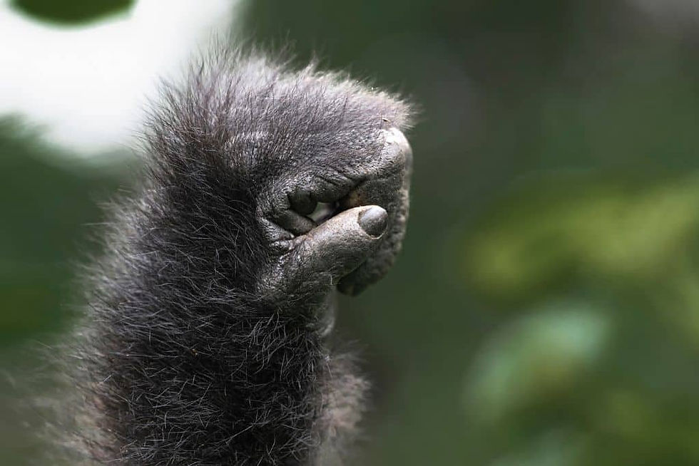 Mountain Gorilla hand