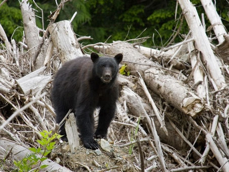 Explainer: What Is Biodiversity Loss?