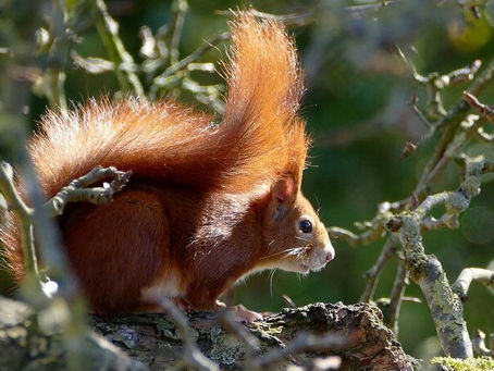 The UK is Failing to Protect its Biodiversity- Report