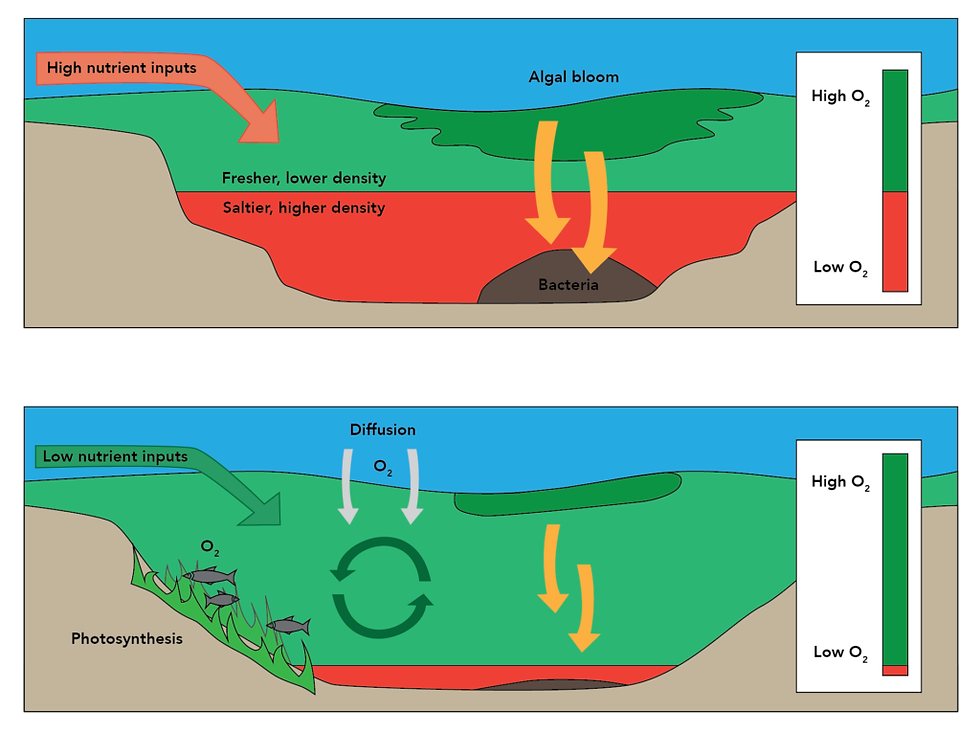 carbon sinks