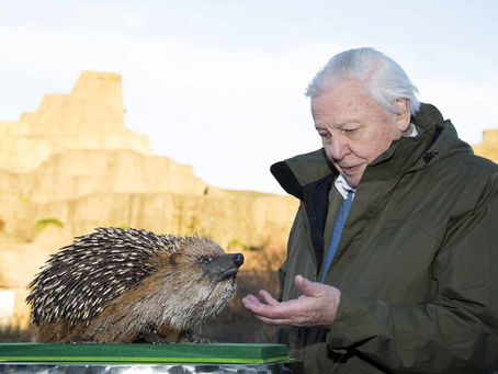 David Attenborough: 10 Best Documentaries to Watch