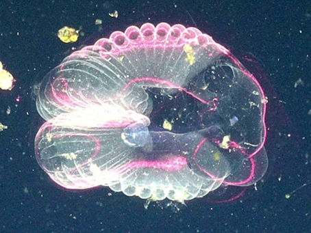 The Vital Role Giant Larvaceans’ Mucus Plays in the Ocean Carbon Cycle