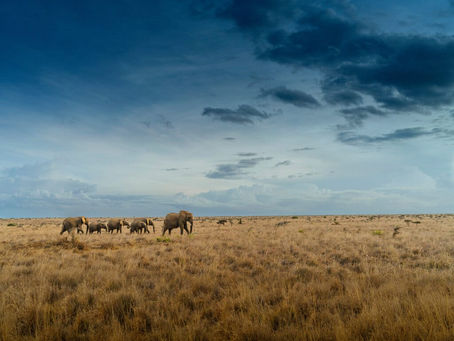This Organisation is Saving the African Elephant and Local Farming Communities At The Same Time
