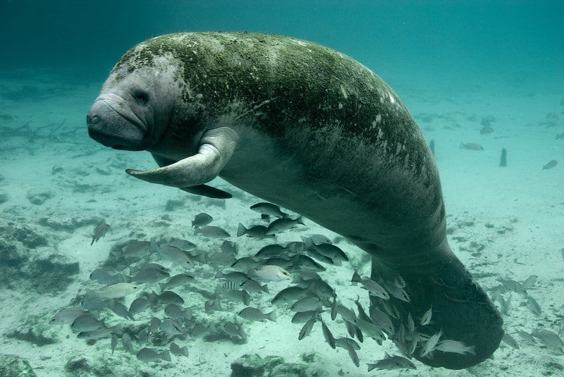 endangered species in the us; Florida manatee