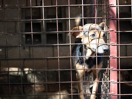 UN Biodiversity Chief Calls for a Permanent Ban on Wildlife Markets