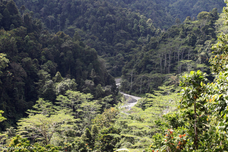 Forest in West Papua. Photo by Rhett A. Butler