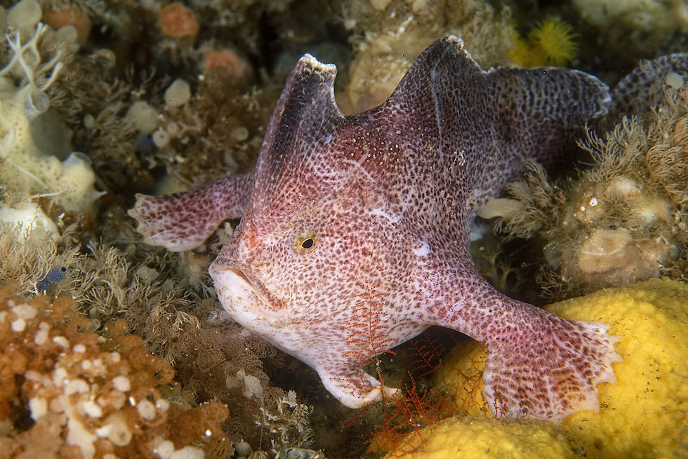 handfish extinct
