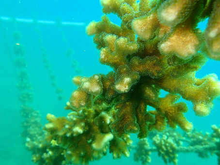 Scientists in Costa Rica Are Growing New Corals to Save Reefs