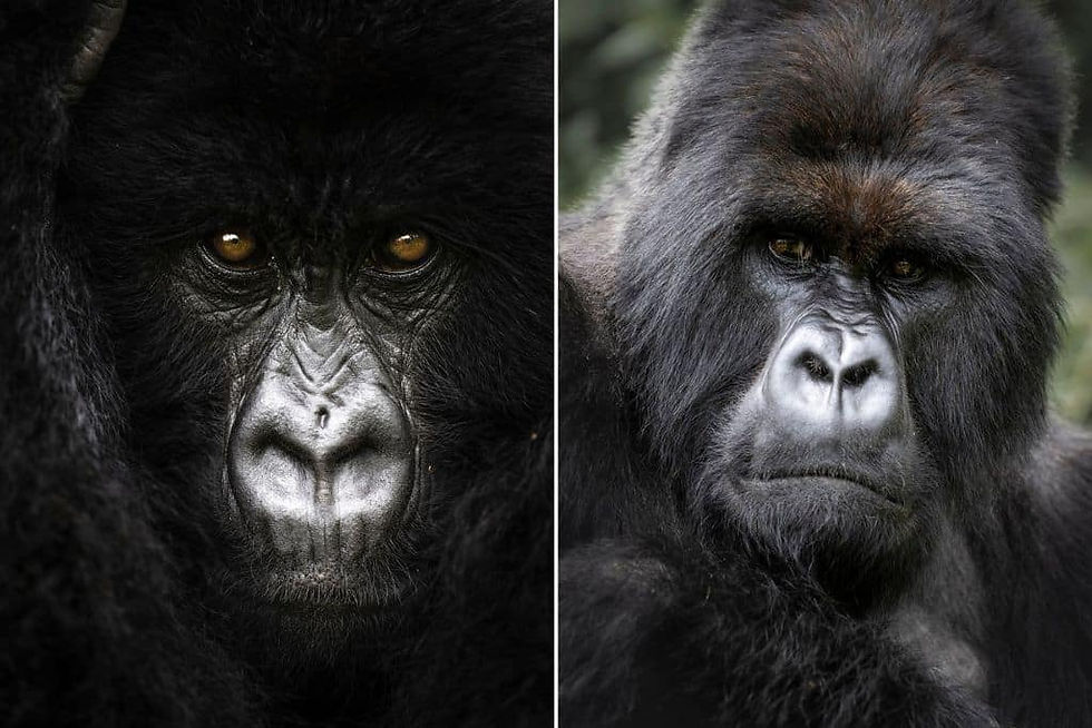 Mountain Gorilla closeups