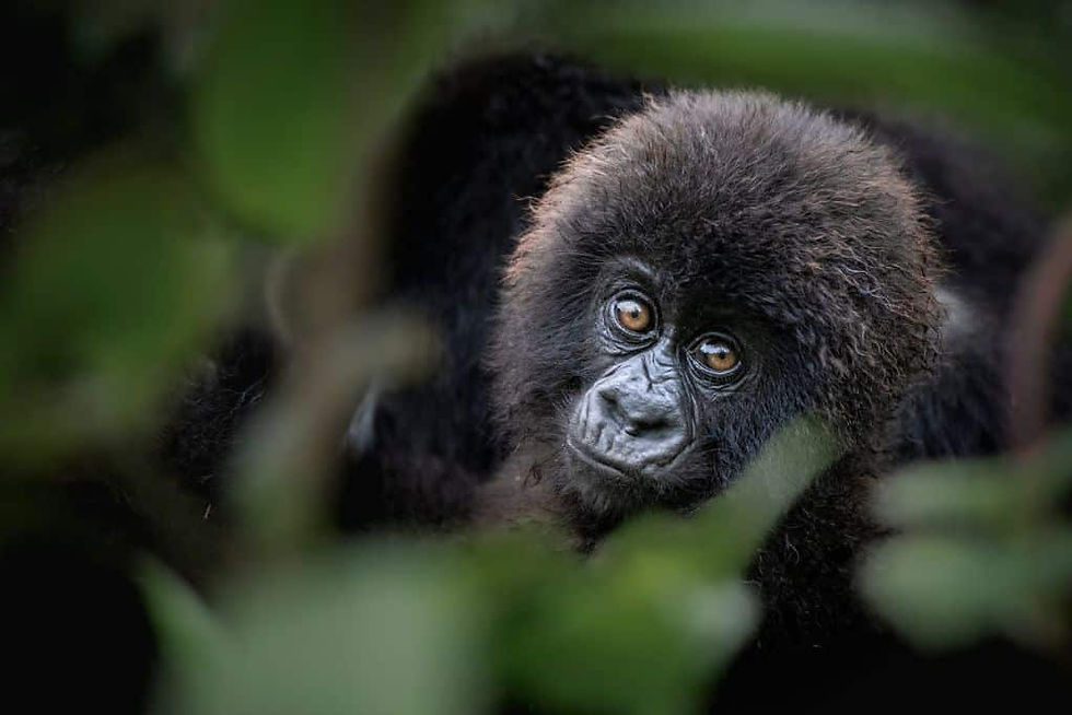 Baby Mountain gorilla fascinated by his own reflection on the lens of the camera