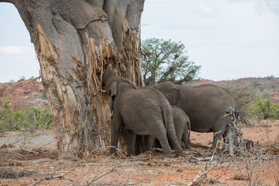 baobab trees