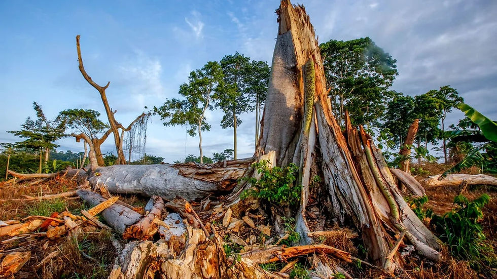 environmental issues in africa