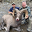 Thumbnail: An Unlimited Montana Sheep Hunt