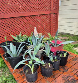 Agave4