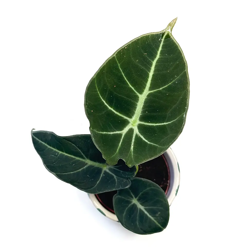 Thumbnail: Alocasia Black Velvet 6cm