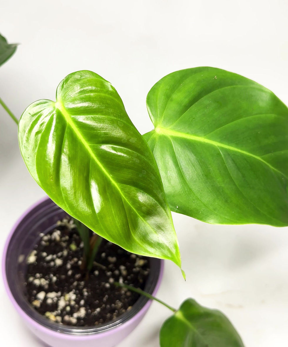 Thumbnail: Philodendron ‘Esmeraldense' medium