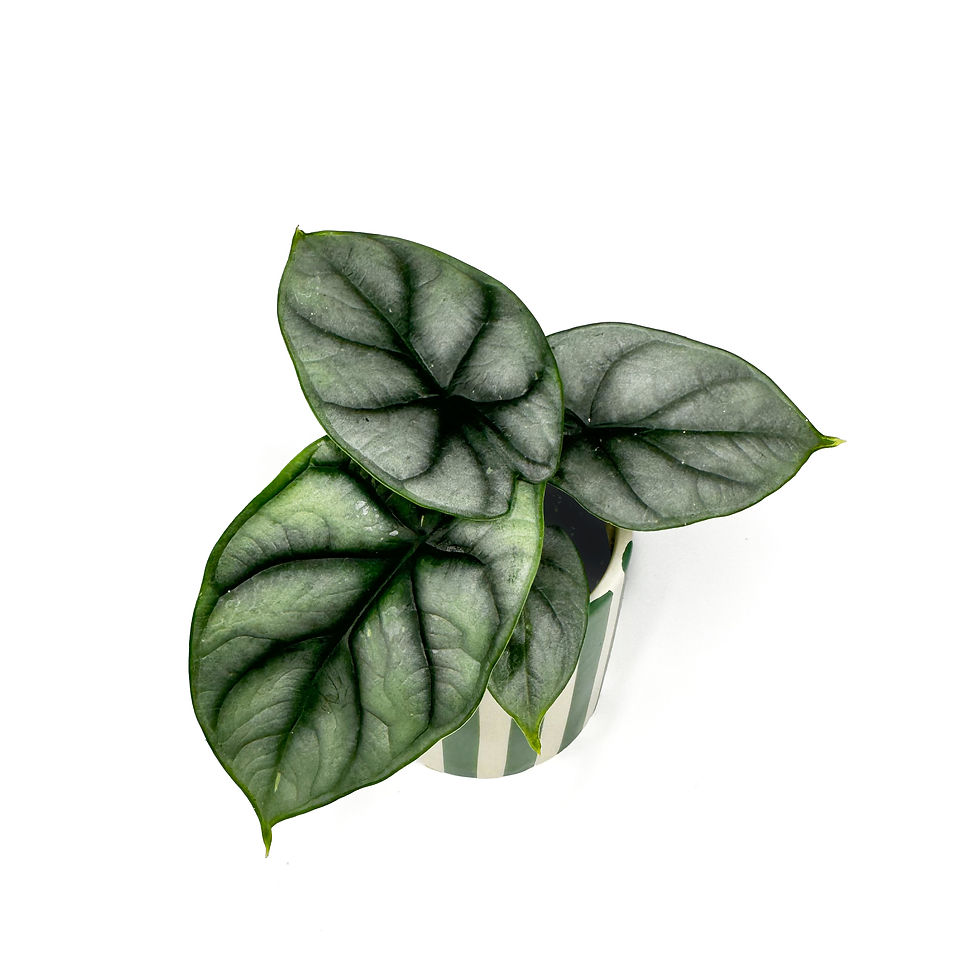 Thumbnail: Alocasia 'Silver Dragon' Baby Houseplants
