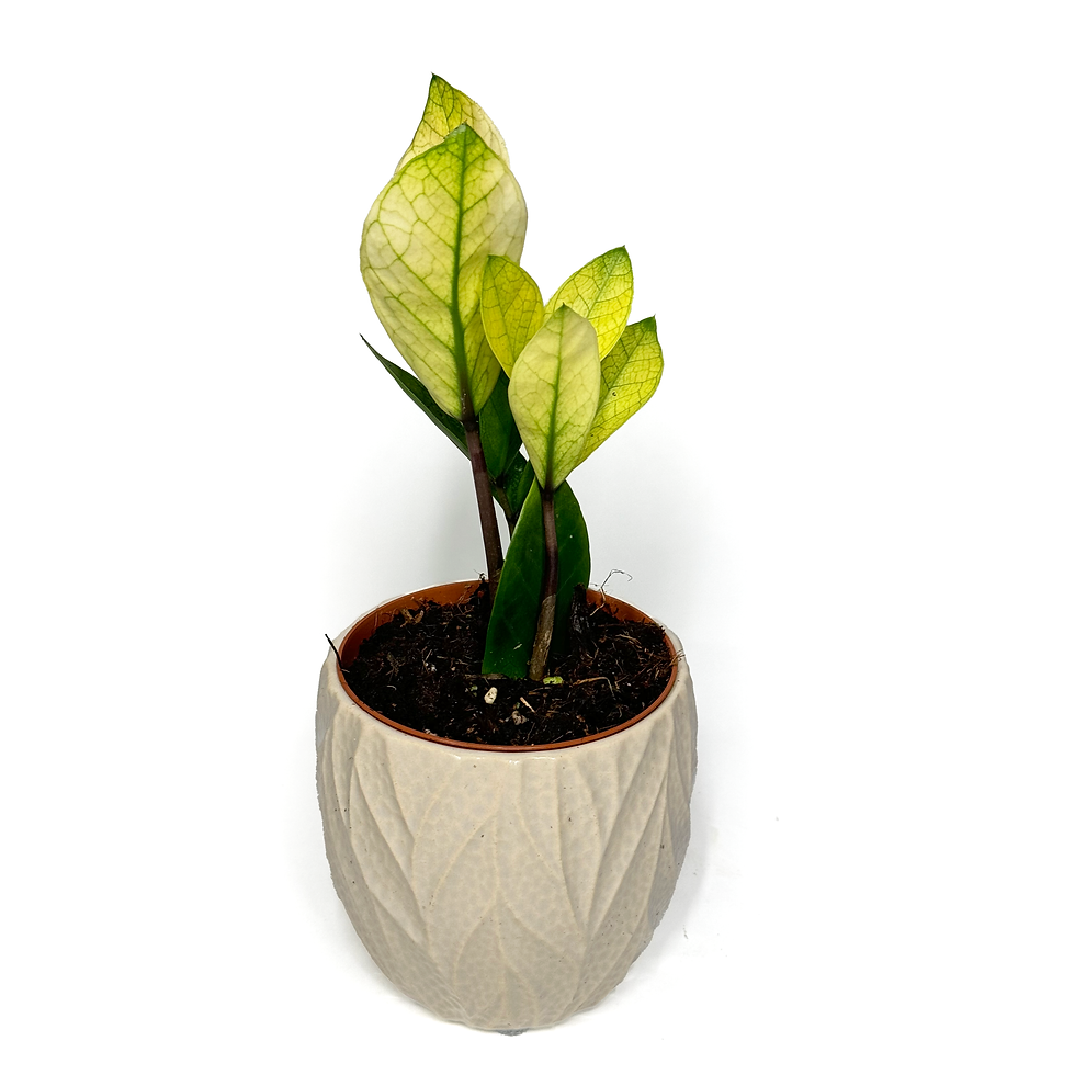 Thumbnail: Zamioculcas Zamiifolia 'Chameleon'