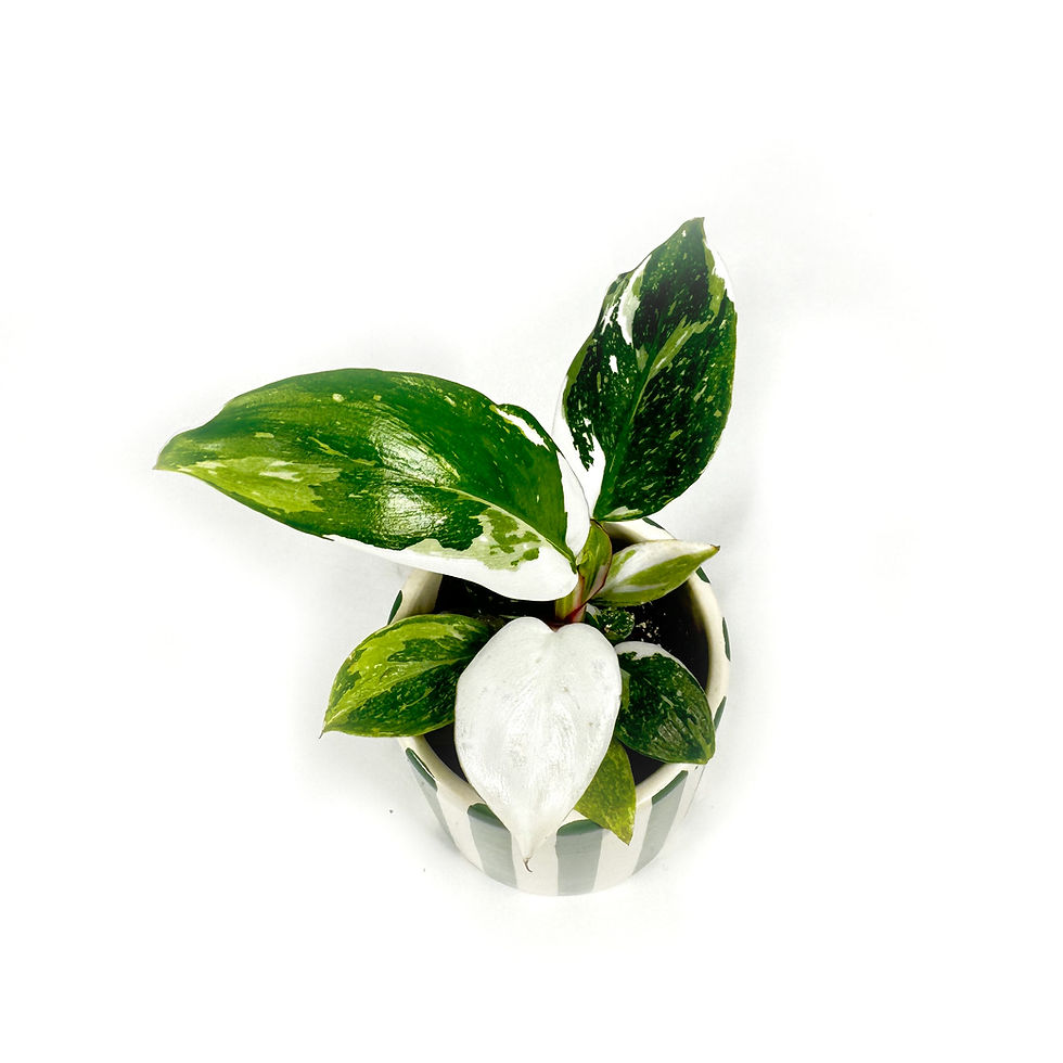 Thumbnail: Philodendron White Princess Variegated Houseplant, 6cm Pot