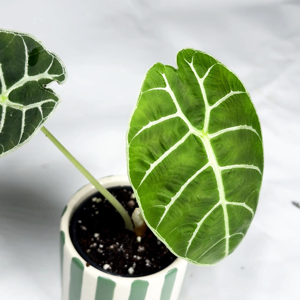 Thumbnail: Alocasia Watsoniana 'Pride of Curup' 6cm