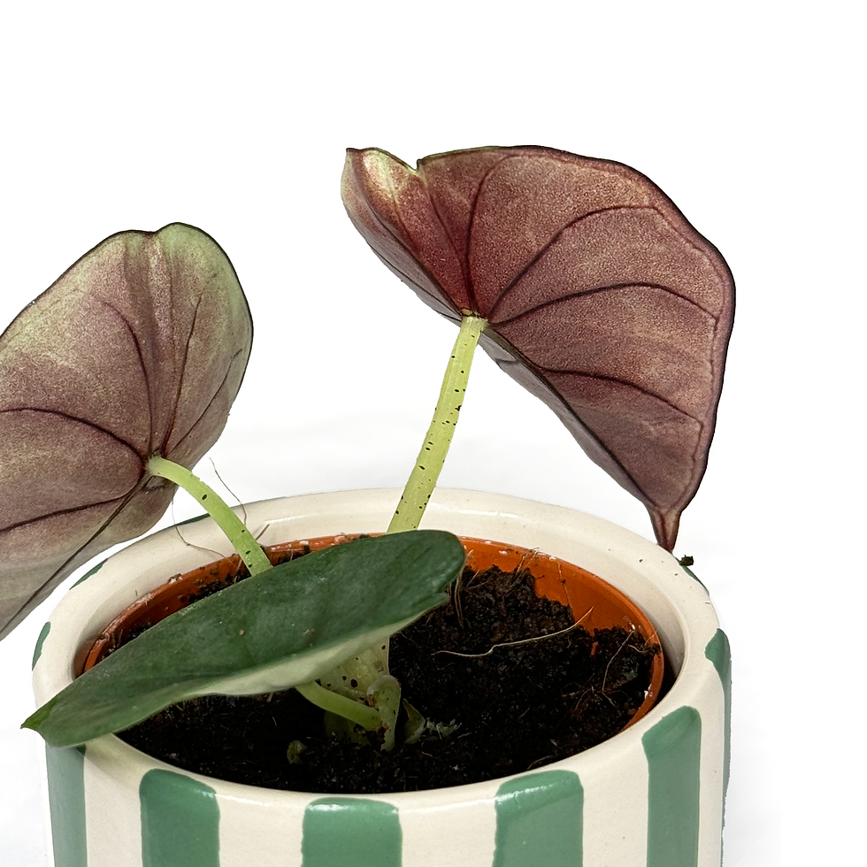 Thumbnail: Alocasia Nebula 6cm