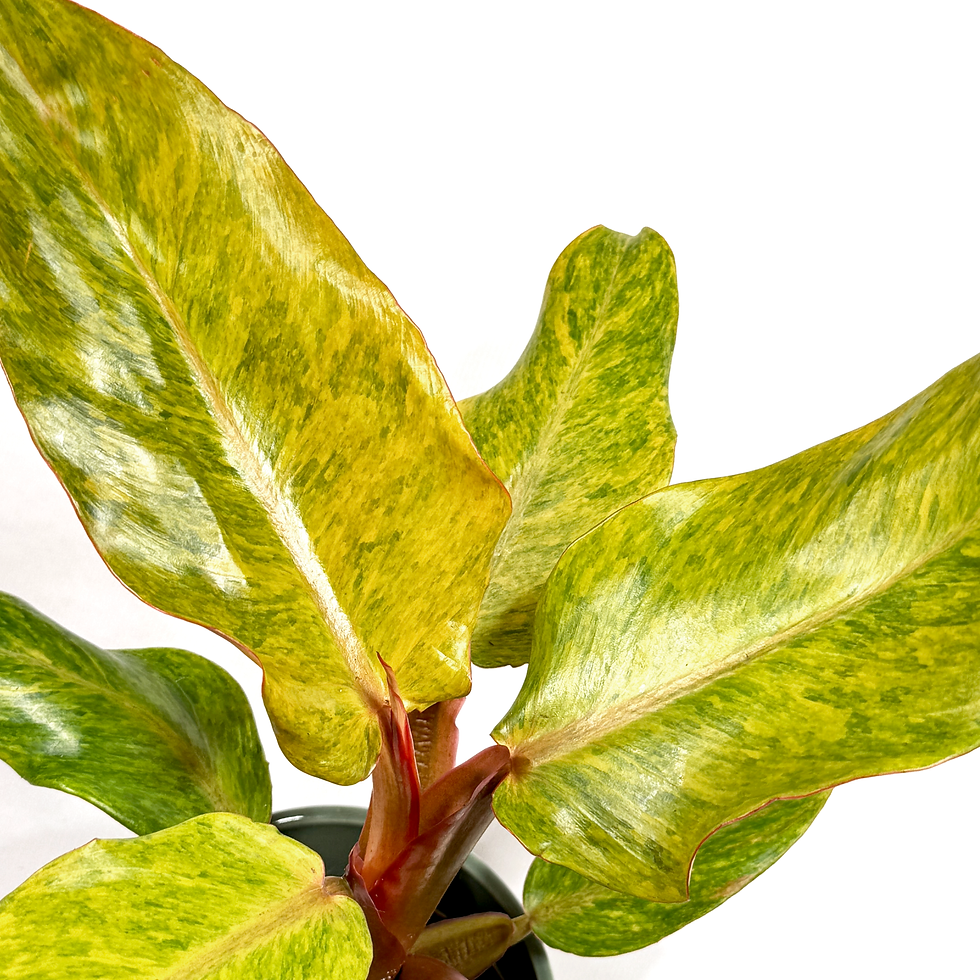 Thumbnail: Philodendron 'Orange Marmalade' 11cm