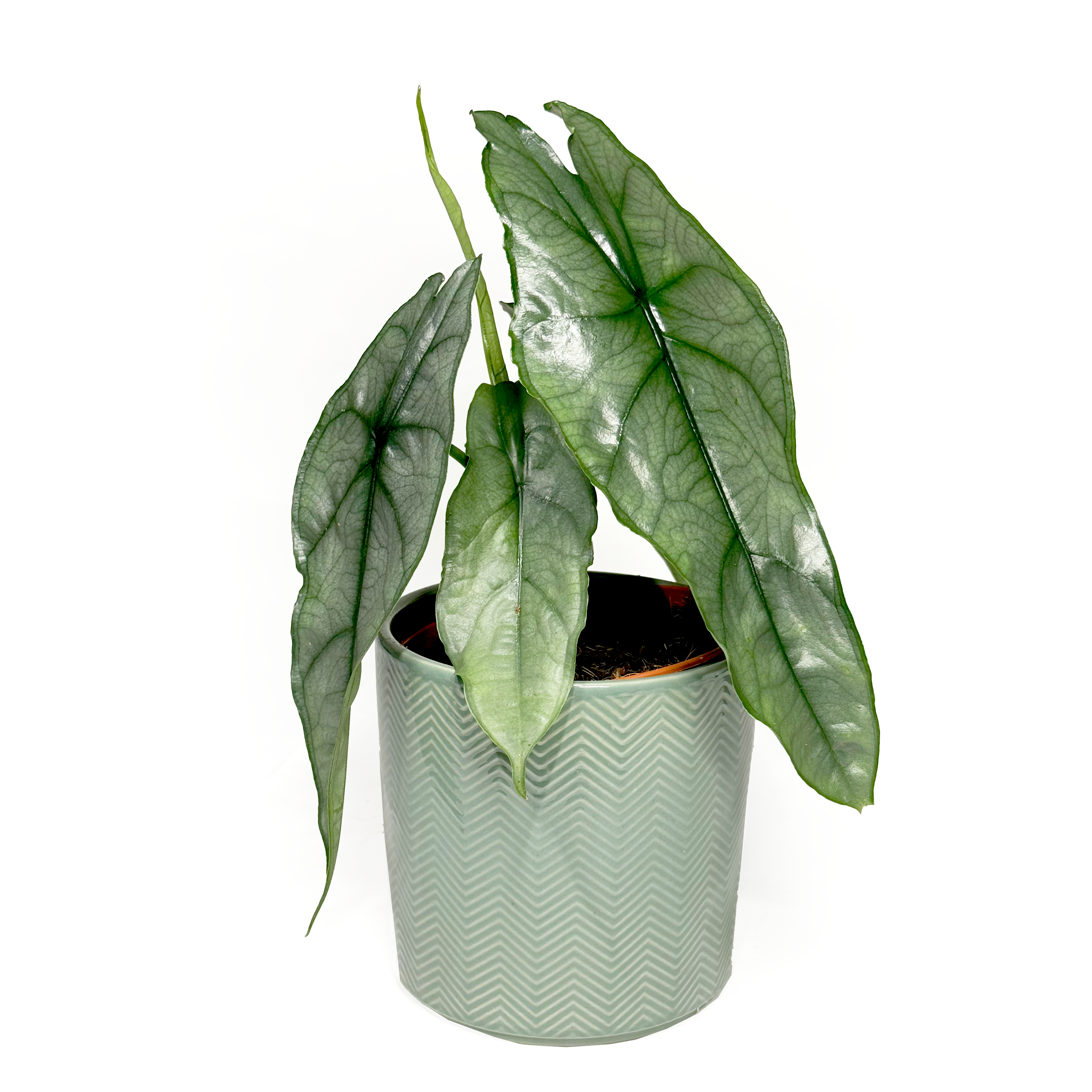 Alocasia 'Dragon Breath' 12cm