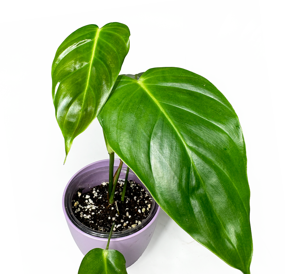 Thumbnail: Philodendron ‘Esmeraldense' medium