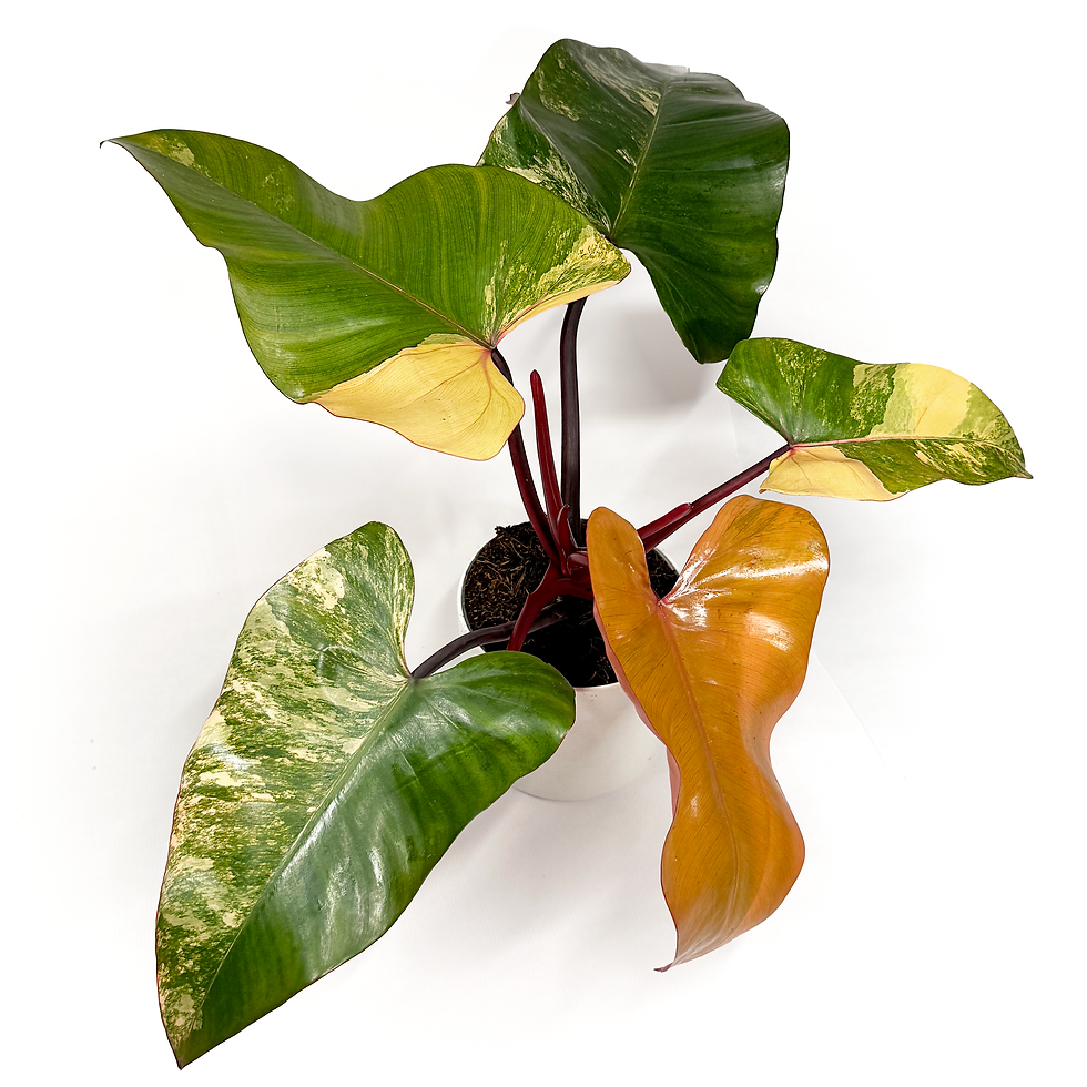 Thumbnail: Philodendron ‘Strawberry Shake'  14cm Pot