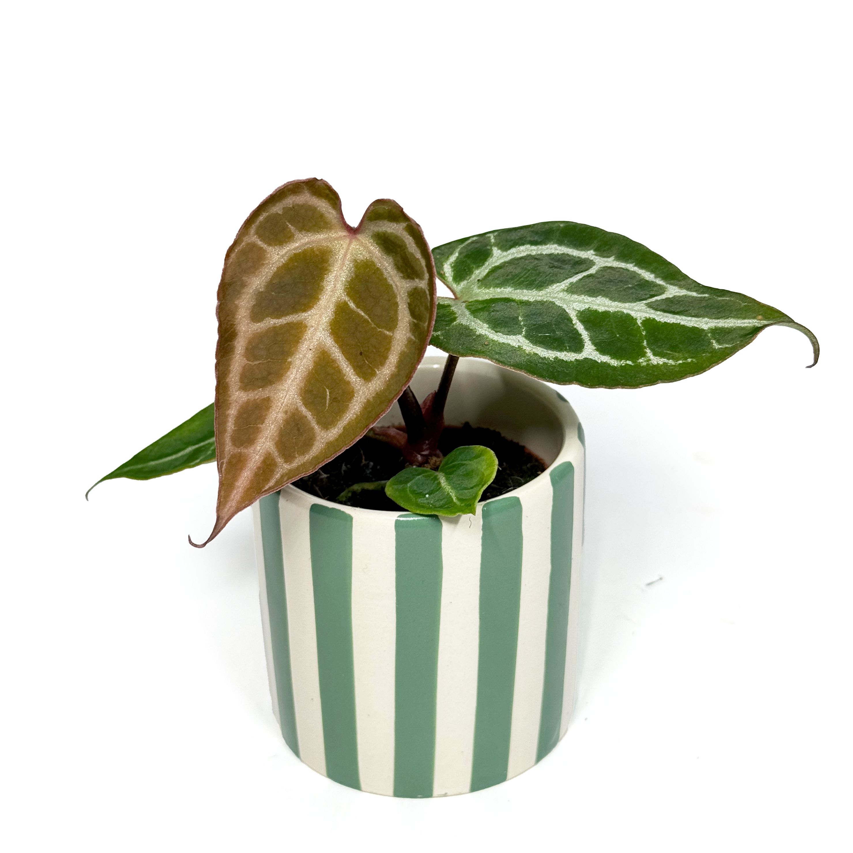 Anthurium Crystallinum 6cm