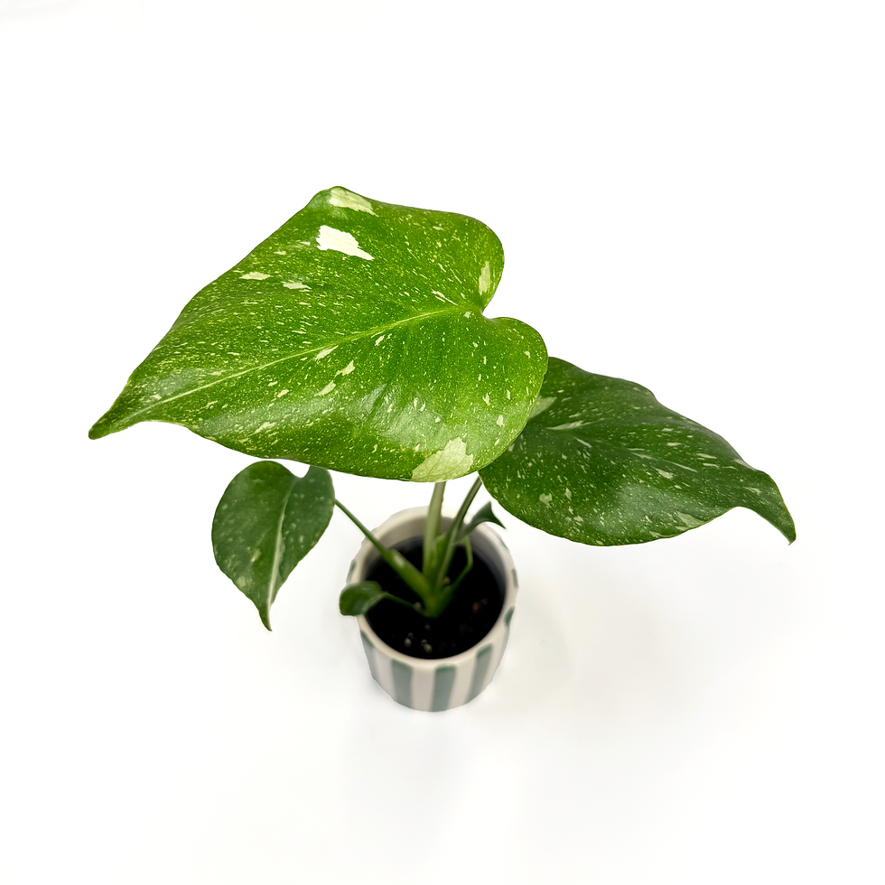 Thumbnail: Monstera 'Thai Constellation'