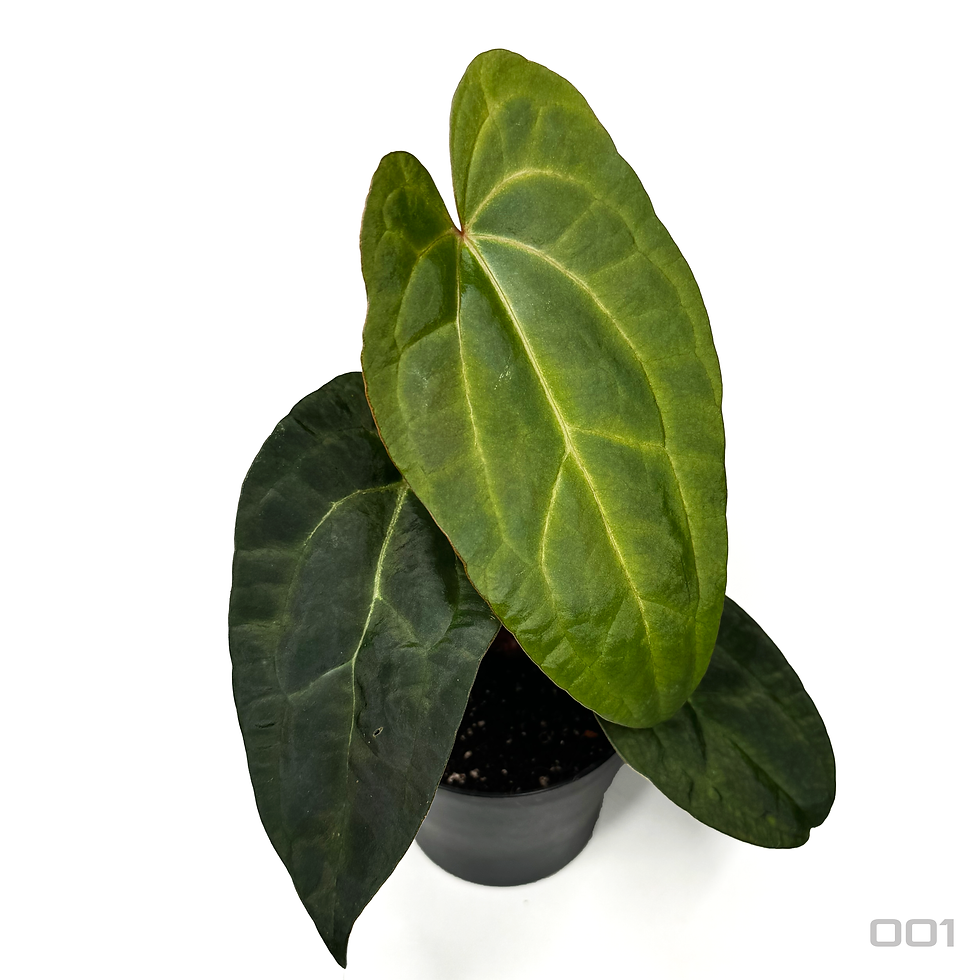 Thumbnail: Anthurium Ace of Spades 'Dark Form' x Papillilaminum 10cm
