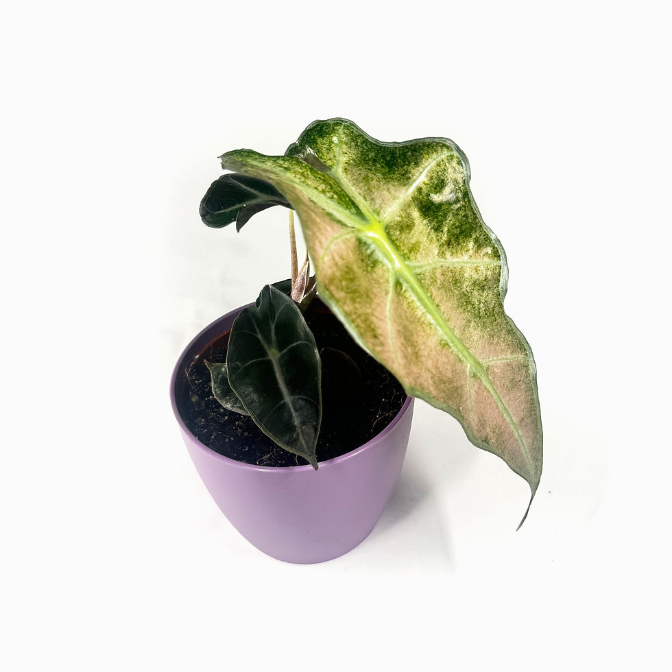 Thumbnail: Alocasia ‘Polly' Pink Variegated Houseplant 10.5cm Pot