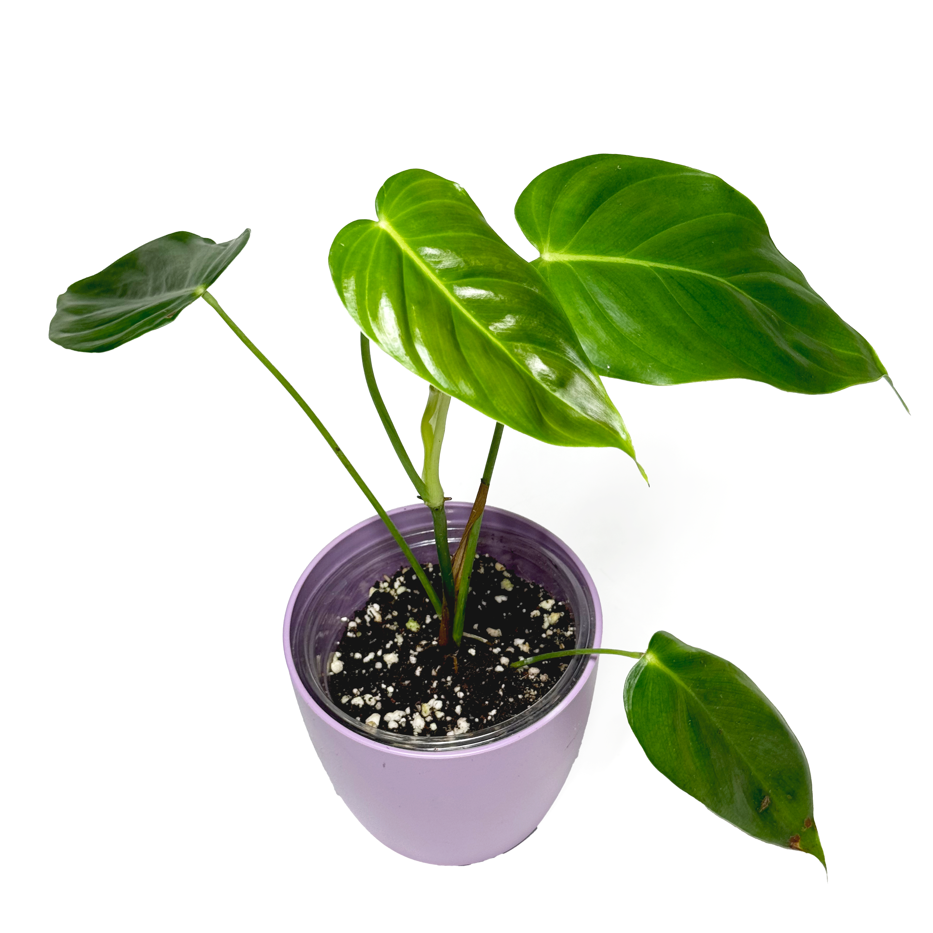 Philodendron ‘Esmeraldense' medium