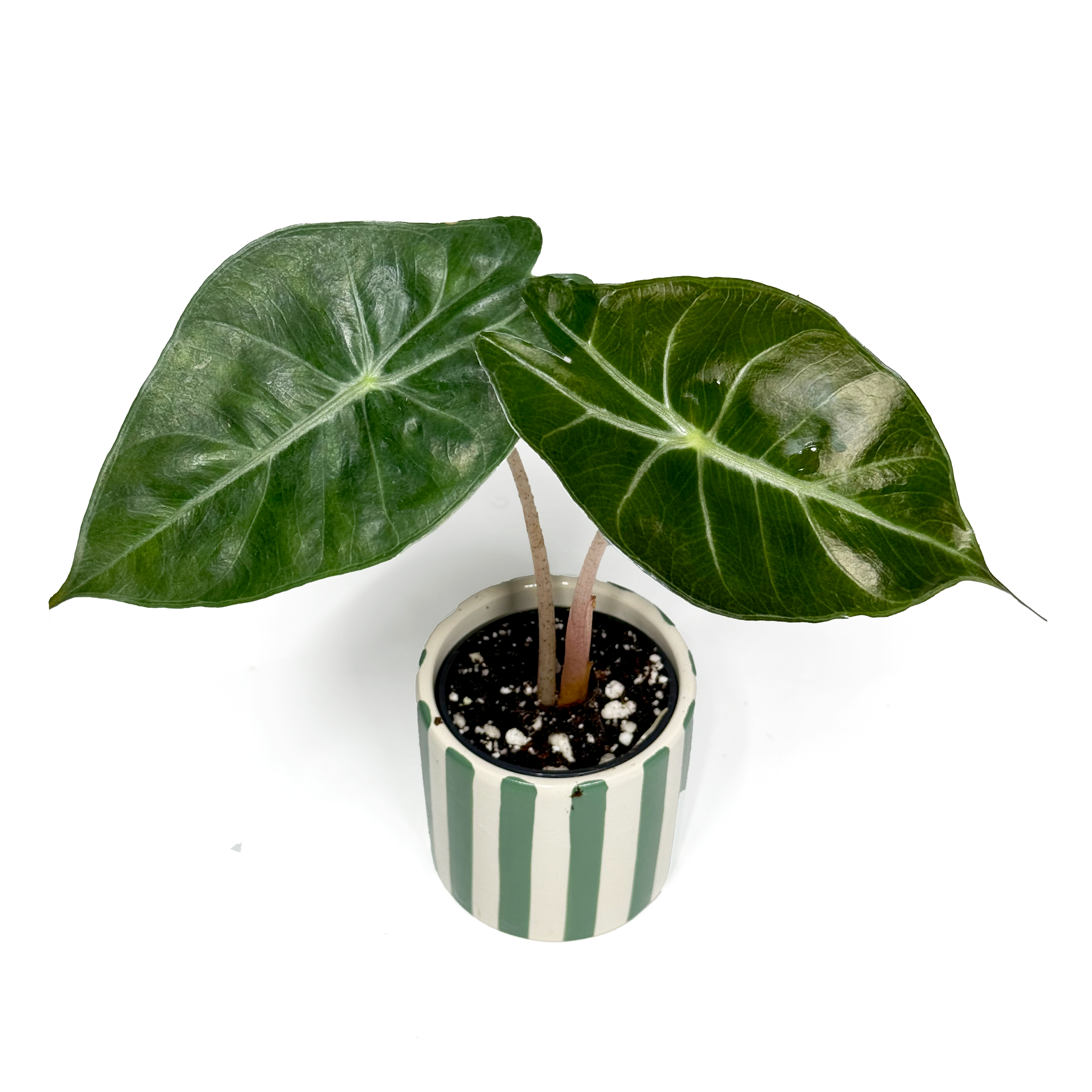 Alocasia 'Pink Dragon' Baby
