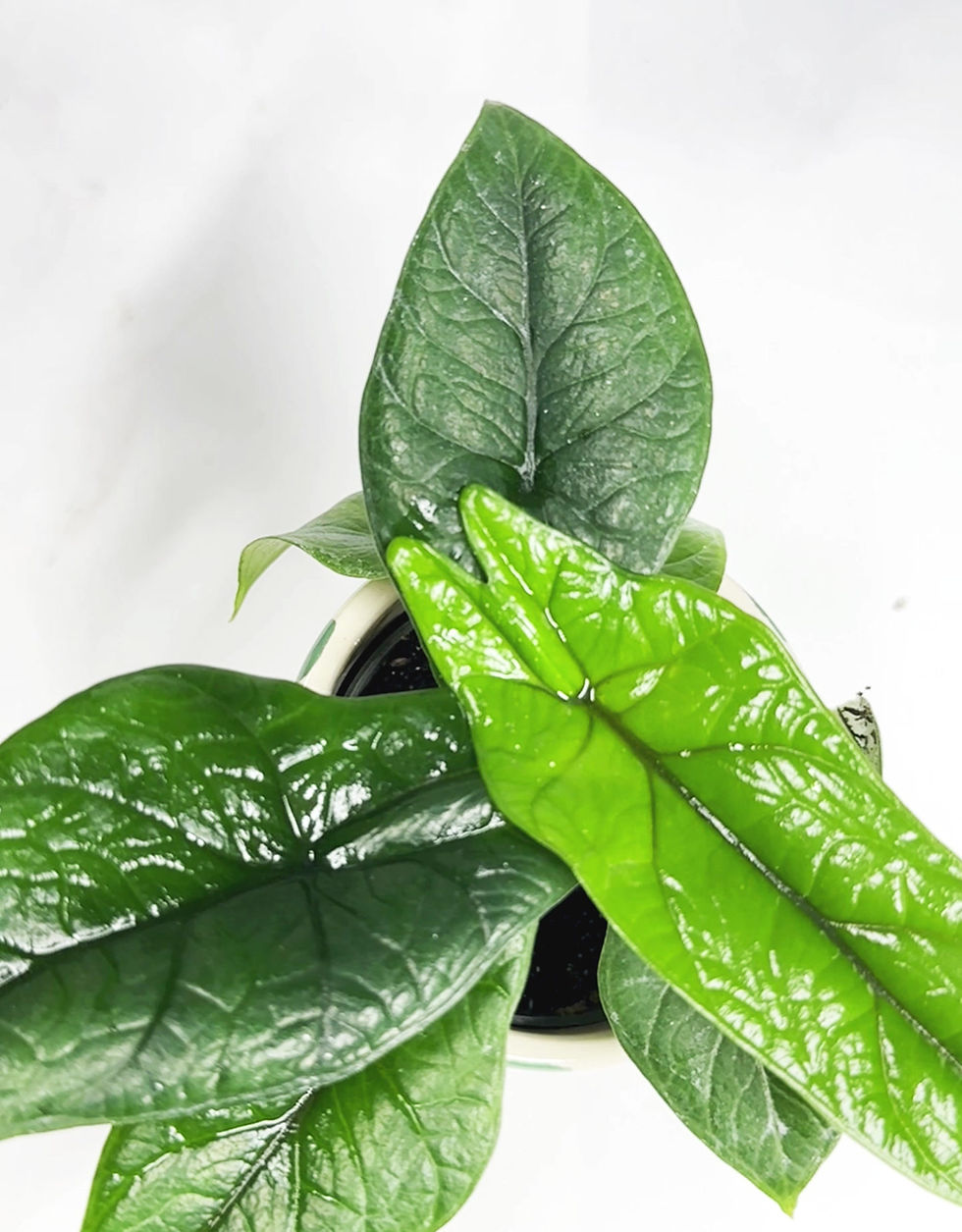Thumbnail: Alocasia ‘Scalprum’ Baby Houseplant
