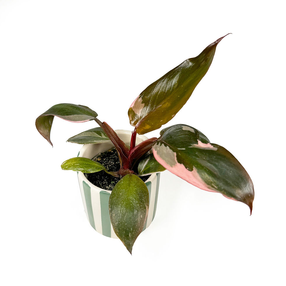 Thumbnail: Philodendron Pink Princess Baby Houseplant 6cm Pot