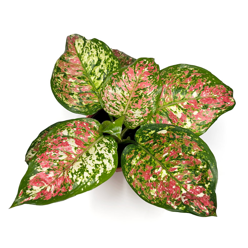 Thumbnail: Aglaonema 'Jazzy Red'