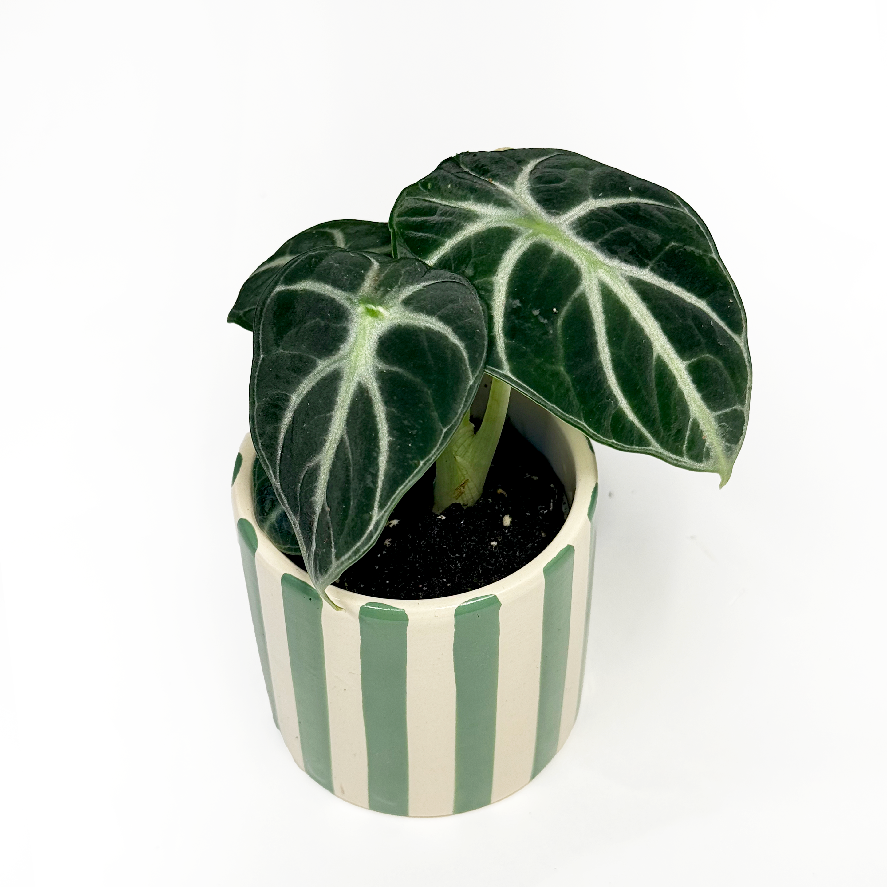Baby Alocasia reginula 'Ninja' houseplant
