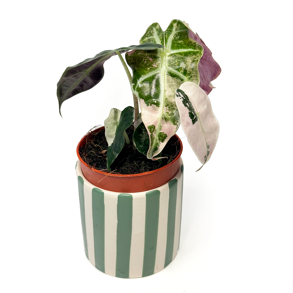Thumbnail: Baby Alocasia ‘Polly' Pink Variegated Houseplant