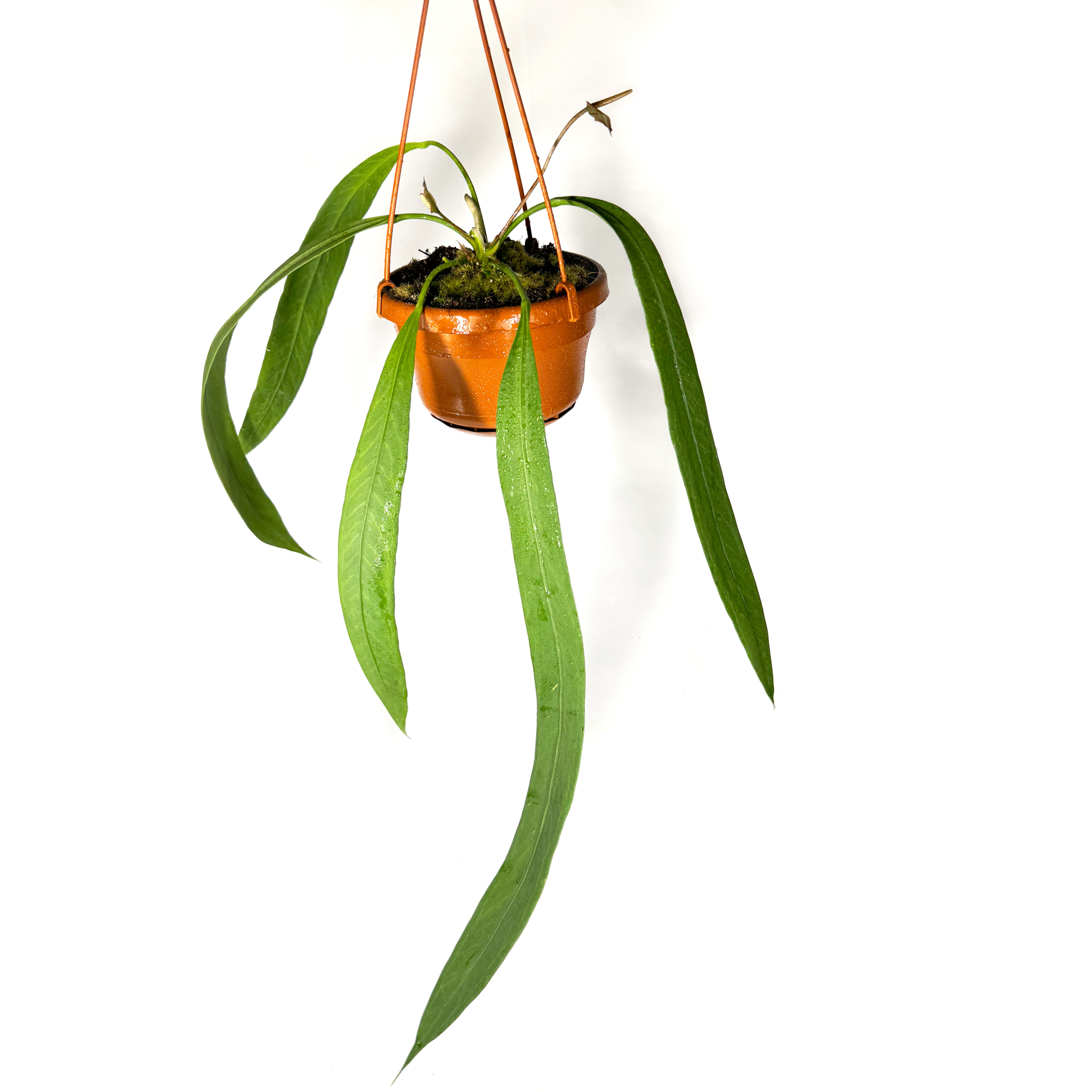 Anthurium Vittarifolium Hanging Houseplant 14cm Pot