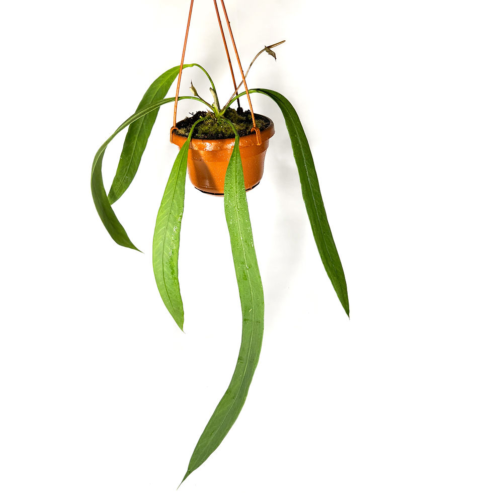 Anthurium Vittarifolium Hanging Houseplant 14cm Pot