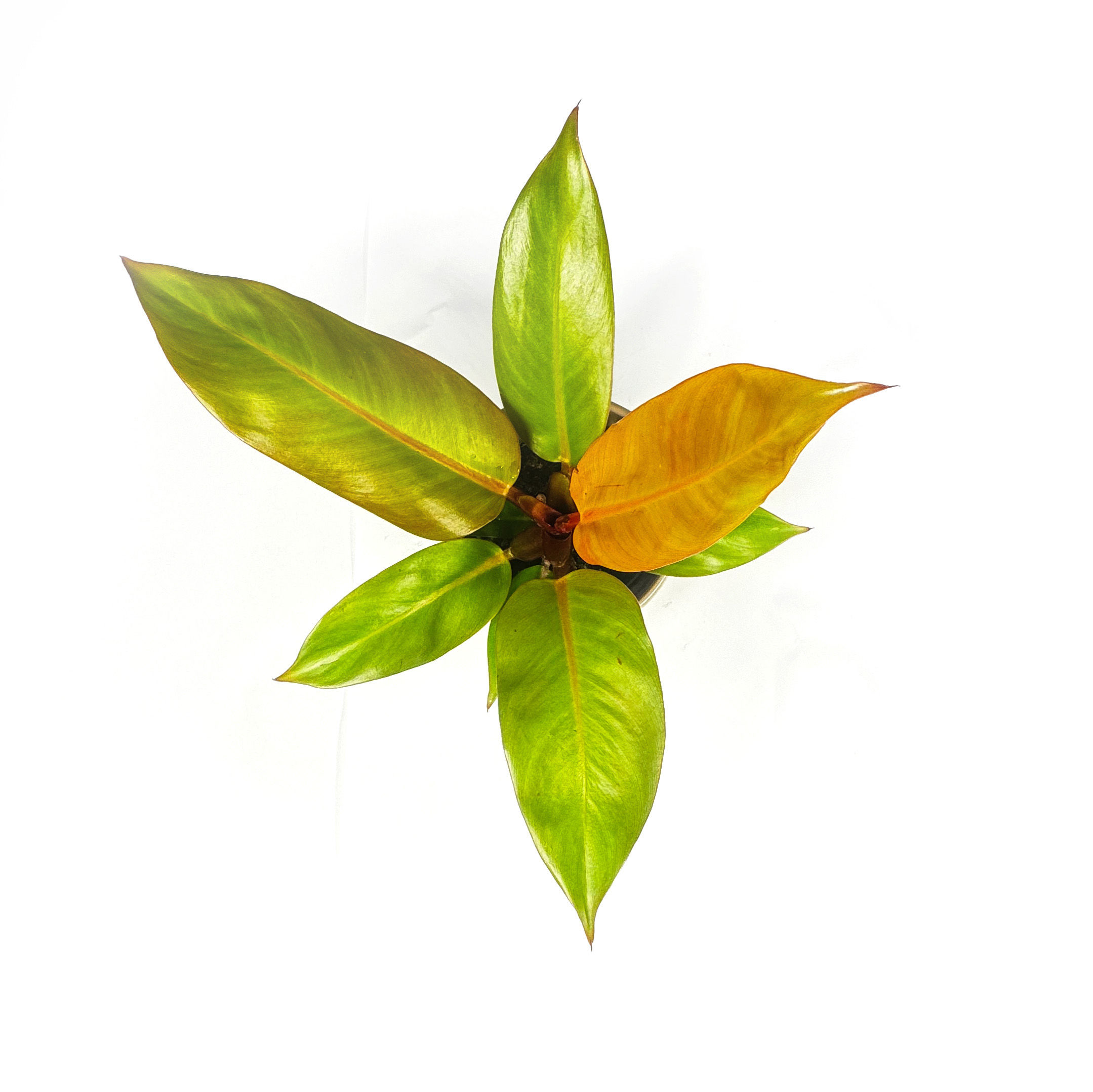 Philodendron Prince of orange